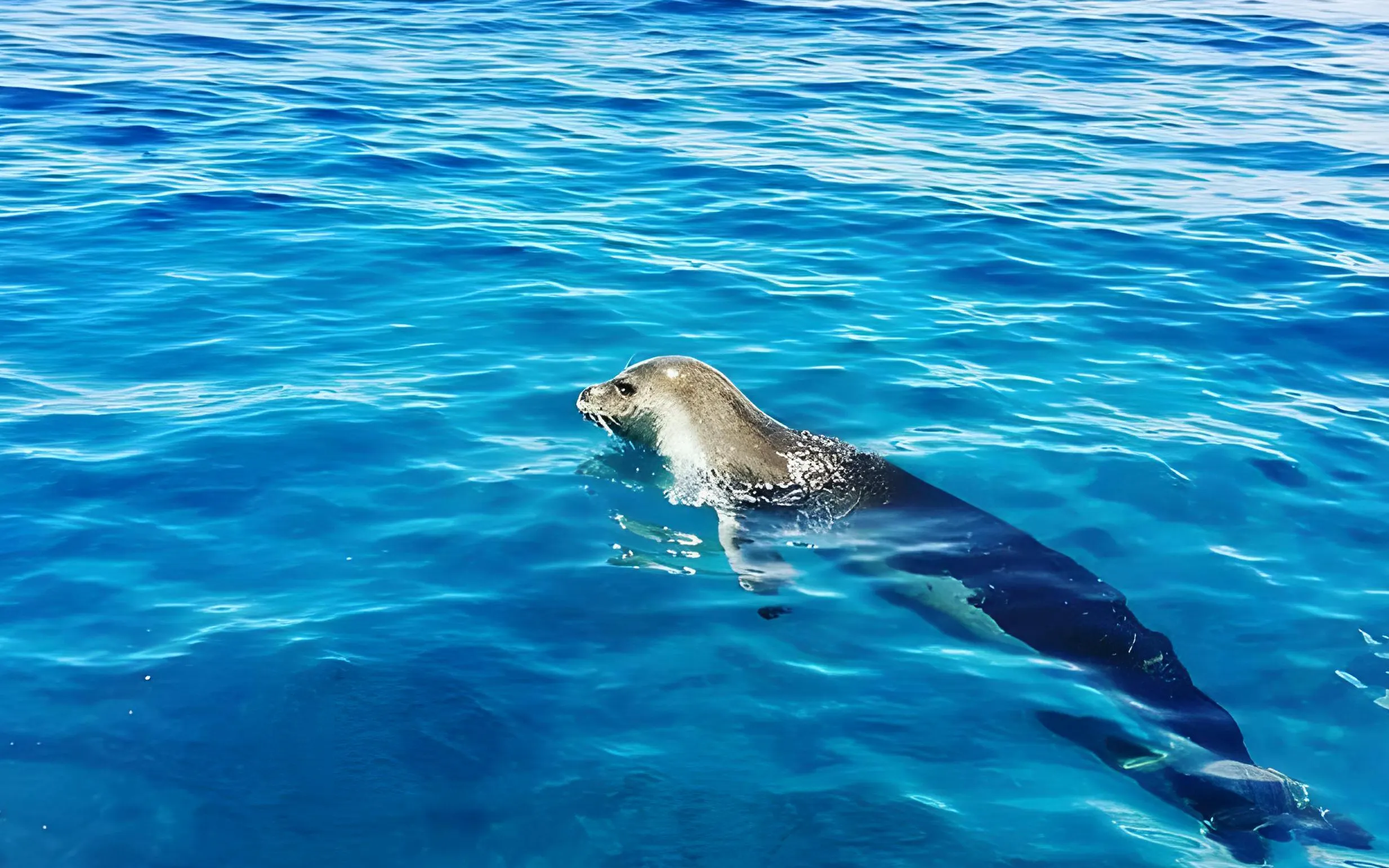 Seal swimming in clear blue waters during Madeira dolphin and whale watching tour.