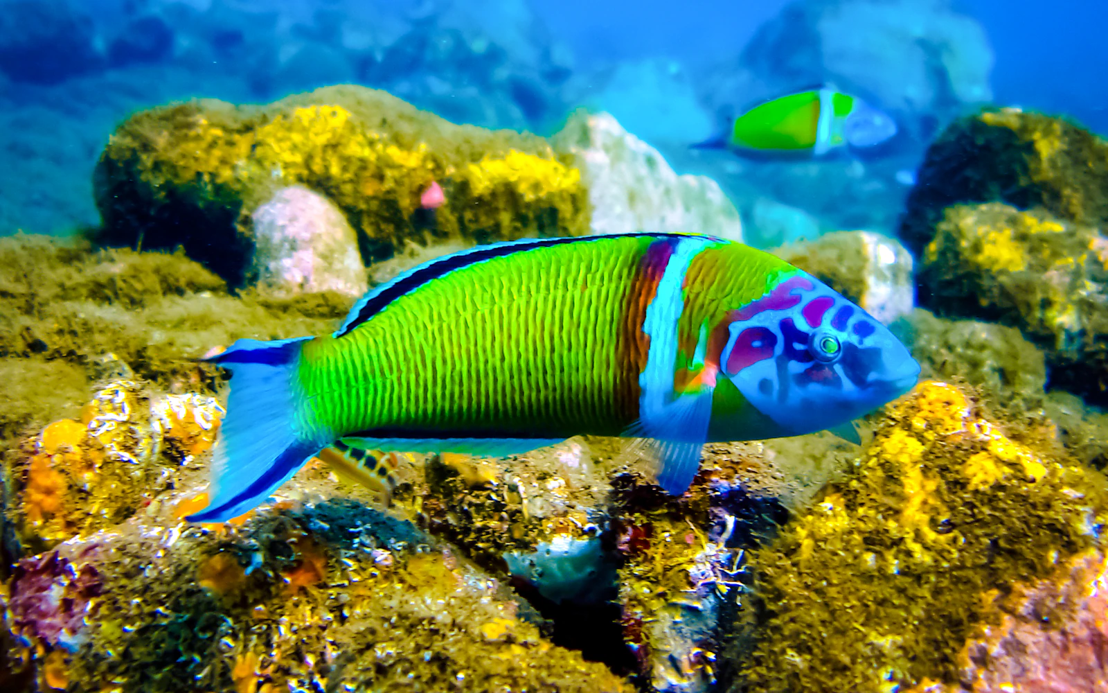 Halkidiki: Beginner Scuba Diving Lesson and Guided Dive