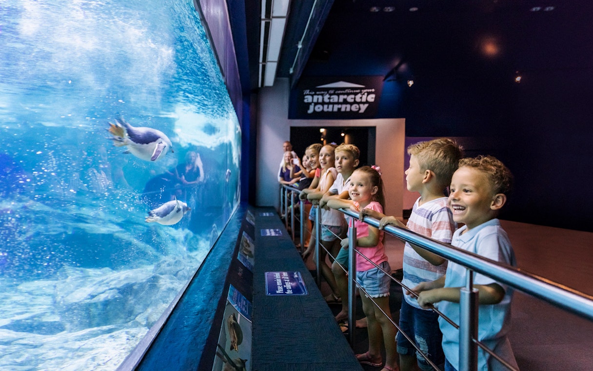 Children watching penguins swim at Sea World's Antarctic Journey exhibit.