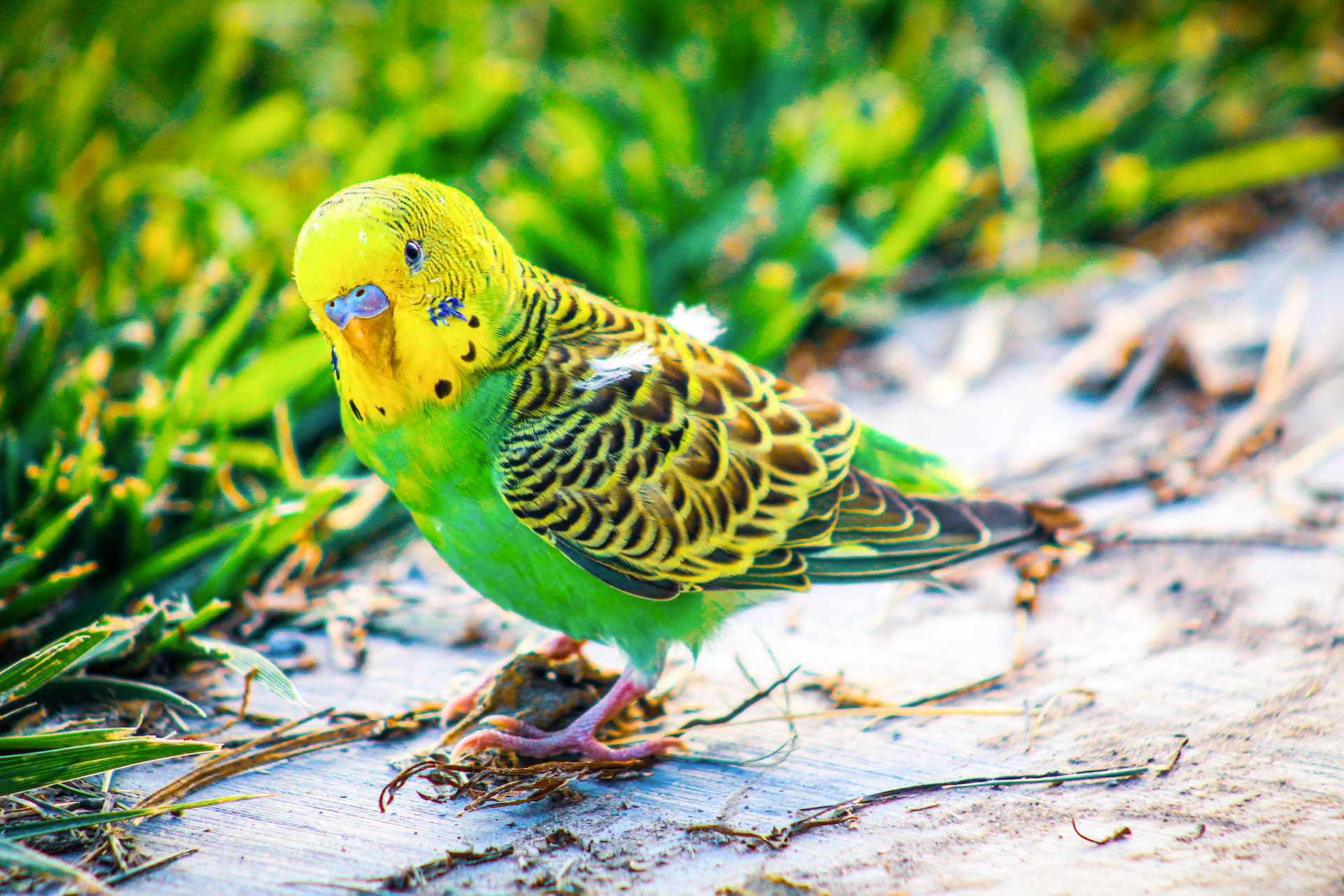 Ingressos para o Farm in the City Malásia: Aviário dos Pássaros Livres