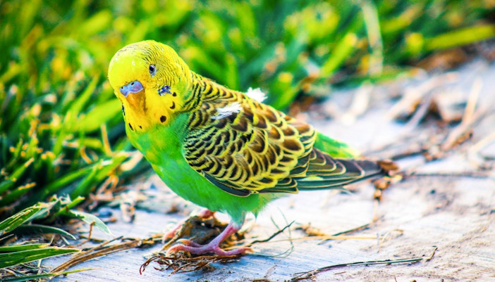 Farm in the City Malaysia tickets - Free-flight Bird Aviary