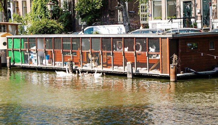 Amsterdam’s catboat sanctuary