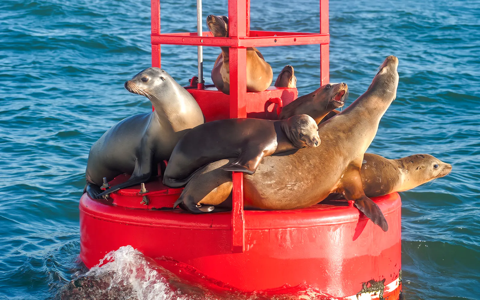Seals resting on a red buoy during San Diego Whale & Dolphin Watching Adventure Cruise.