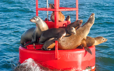 Seals resting on a red buoy during San Diego Whale & Dolphin Watching Adventure Cruise.