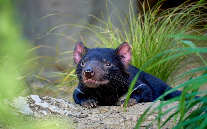 Tasmanian devil resting on a rock at WILD LIFE Sydney Zoo.