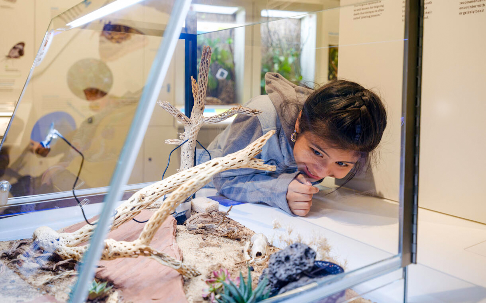 Visitor observing insect display at Susan and Peter J. Solomon Family Insectarium, American Museum of Natural History.