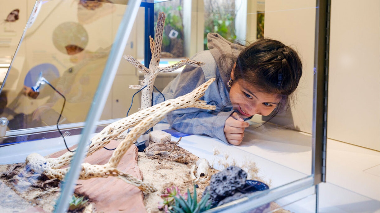Visitor observing insect display at Susan and Peter J. Solomon Family Insectarium, American Museum of Natural History.