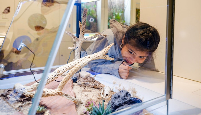 Visitors exploring exhibits at the Susan and Peter J. Solomon Family Insectarium, American Museum of Natural History.