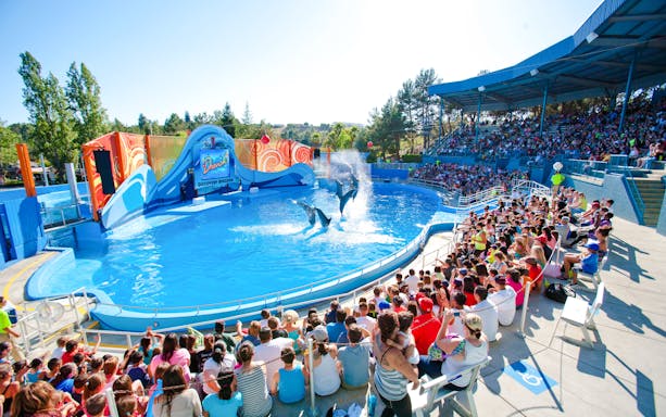 Dolphins performing at Six Flags: Discovery Kingdom with audience watching.
