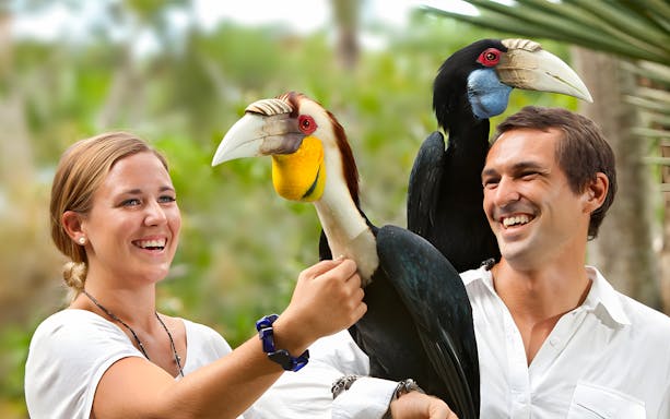 Visitors interacting with hornbills at Bali Bird Park.