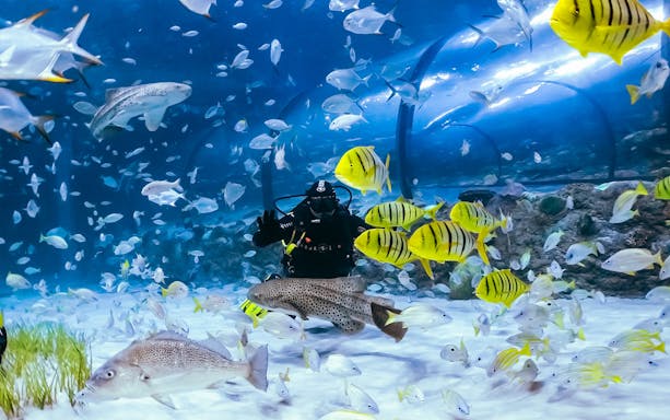 Scuba diver surrounded by fish in National Aquarium Abu Dhabi.