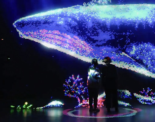 Swimming Dolphins at Illuminarium