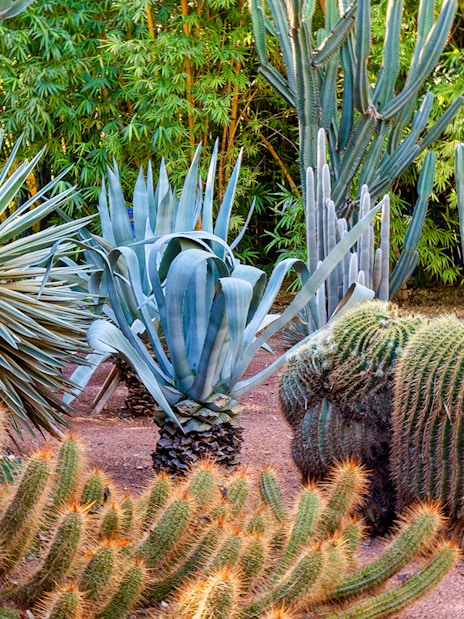 Cacti and succulents in Jardin Majorelle, Marrakech.