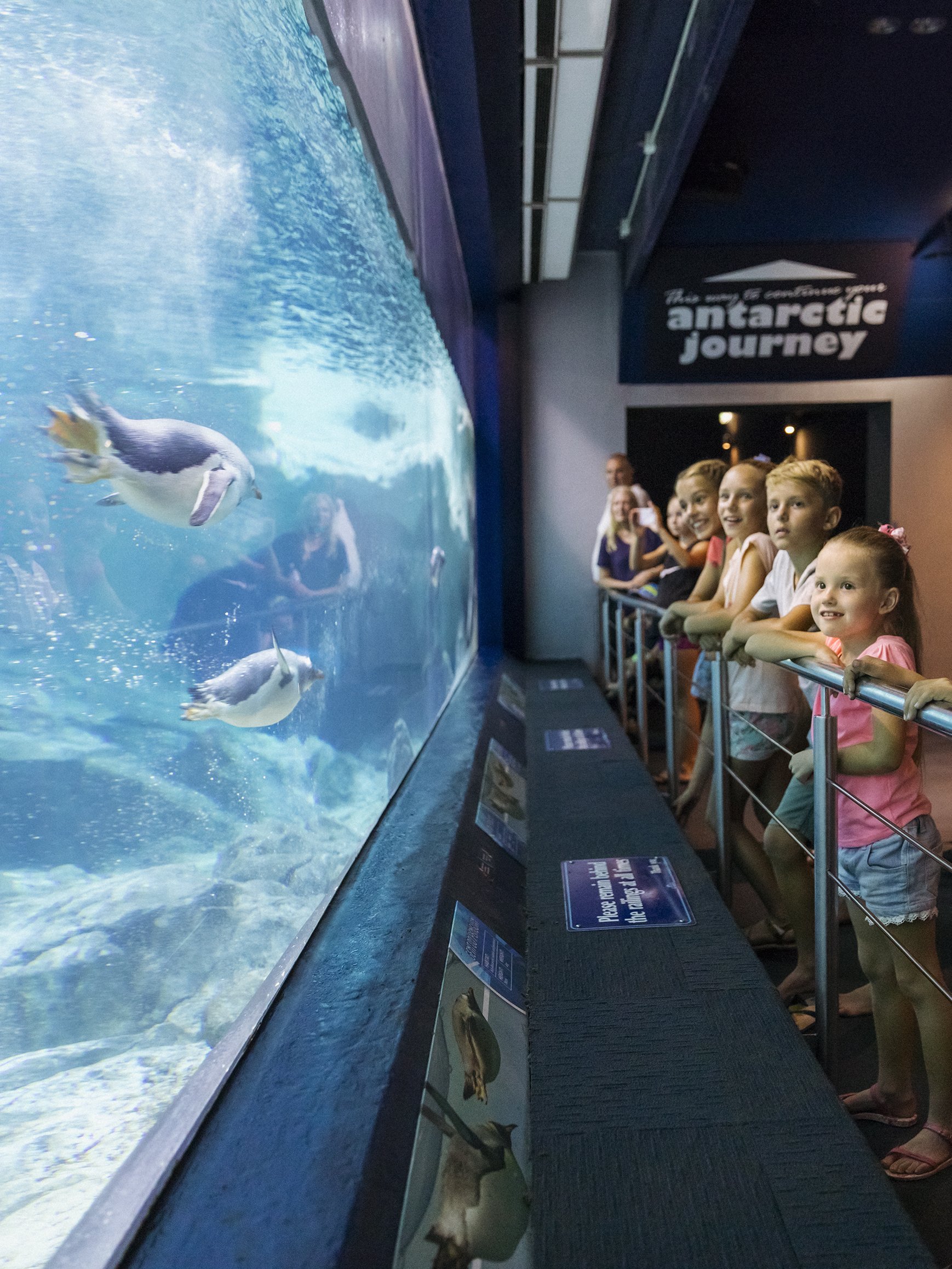 Children observing penguins swim at Sea World, Gold Coast.