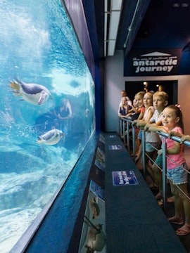 Children observing penguins swim at Sea World, Gold Coast.