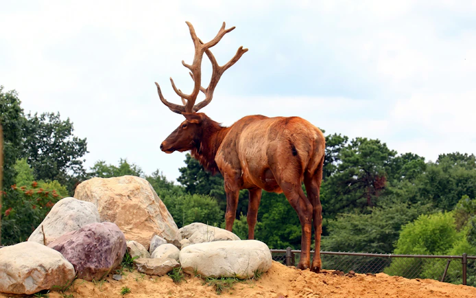 Elk standing on rocky terrain at Six Flags Wild Safari.