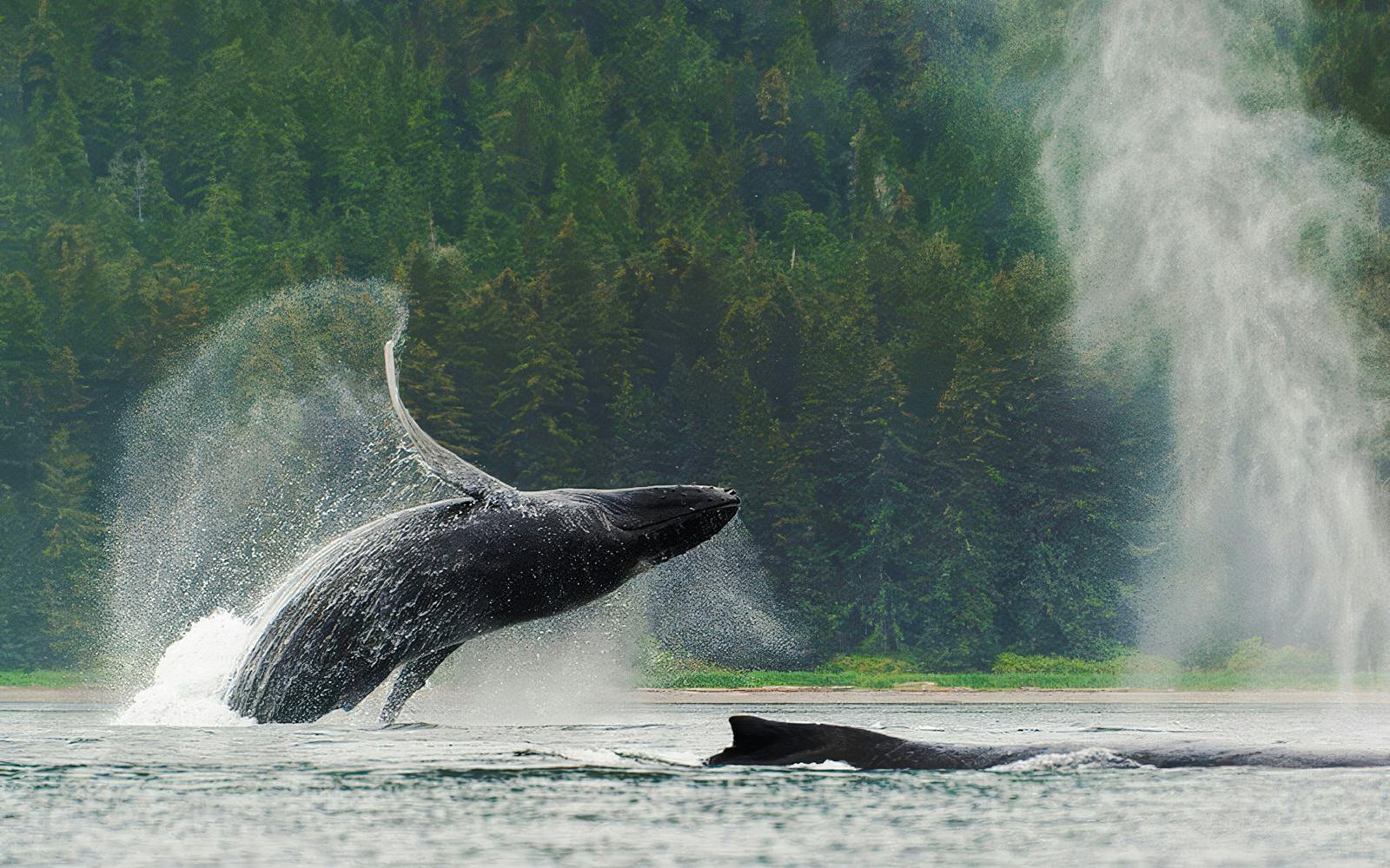 Humpback whale breaching near kayakers in Juneau waters.