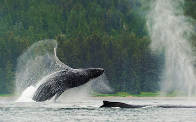Humpback whale breaching near kayakers in Juneau waters.