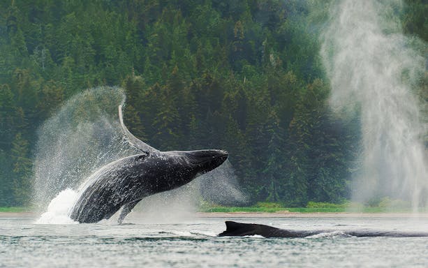 Humpback whale breaching near kayakers in Juneau waters.