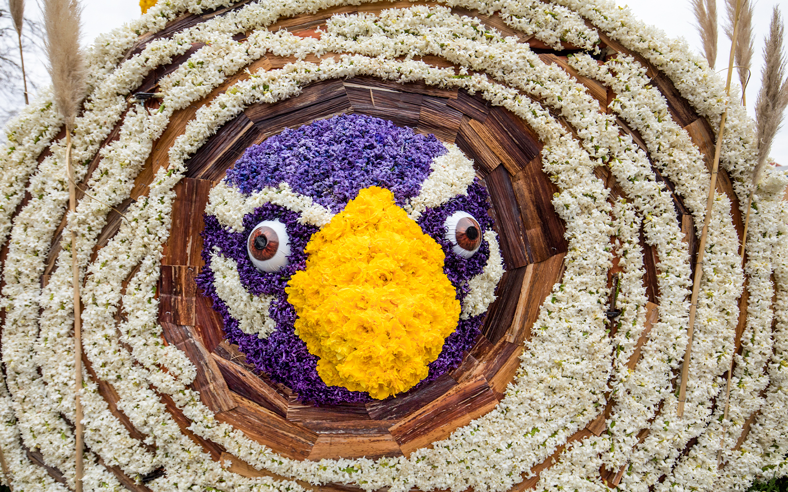 Platform adorned with tulips and hyacinths at Bloemencorso flower parade, Noordwijk to Haarlem, Netherlands.