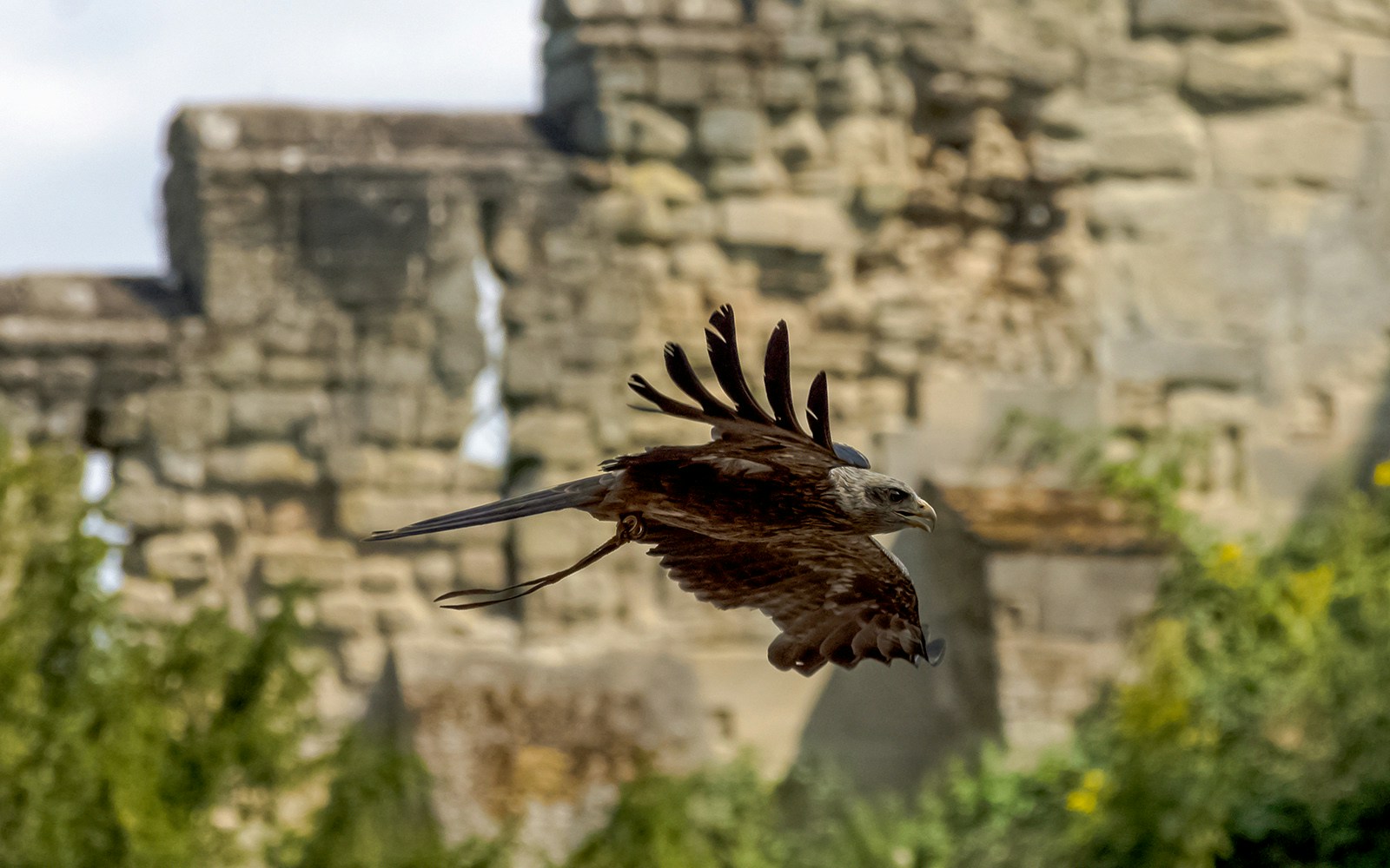 A falcon flying - Jebel Jais Zipline Tickets