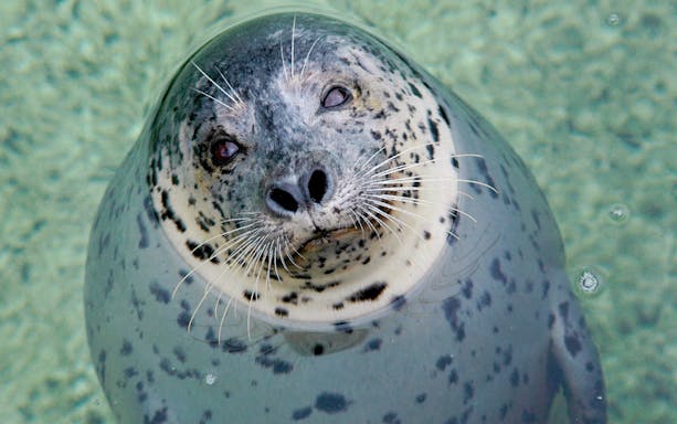Seal swimming in clear water at Seattle Aquarium, part of Seattle CityPASS® attractions.