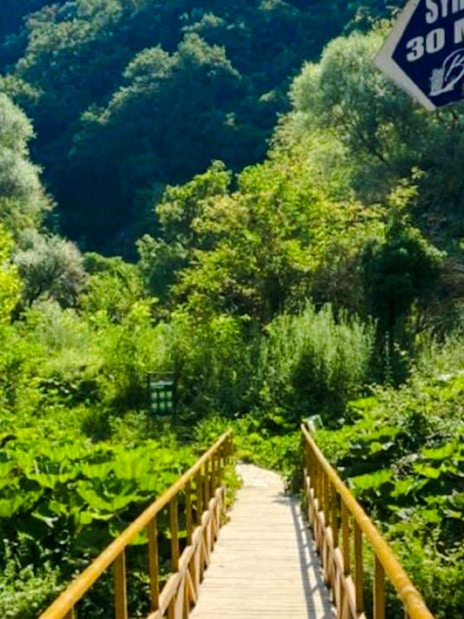 Wooden path leading through lush greenery near Blue Eye Springs viewpoint.