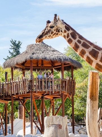 Giraffe interacting with visitors on a wooden platform at a zoo.