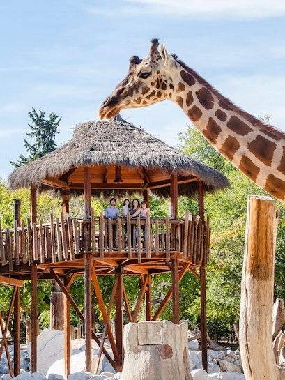 Giraffe interacting with visitors on a wooden platform at a zoo.