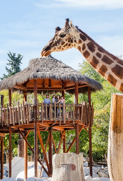 Giraffe interacting with visitors on a wooden platform at a zoo.