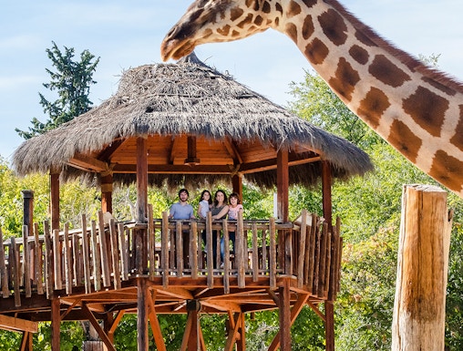 Giraffe interacting with visitors on a wooden platform at a zoo.