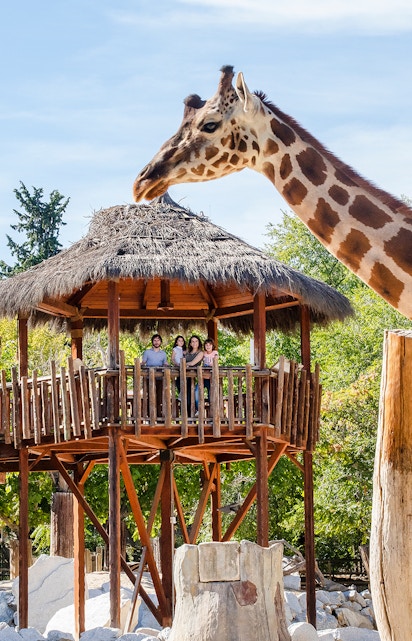 Giraffe interacting with visitors on a wooden platform at a zoo.