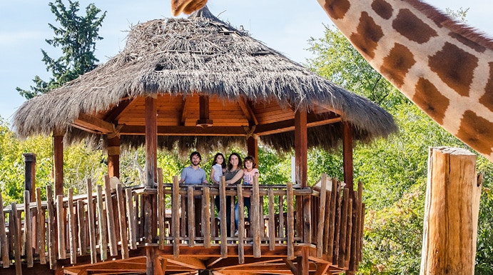 Giraffe interacting with visitors on a wooden platform at a zoo.