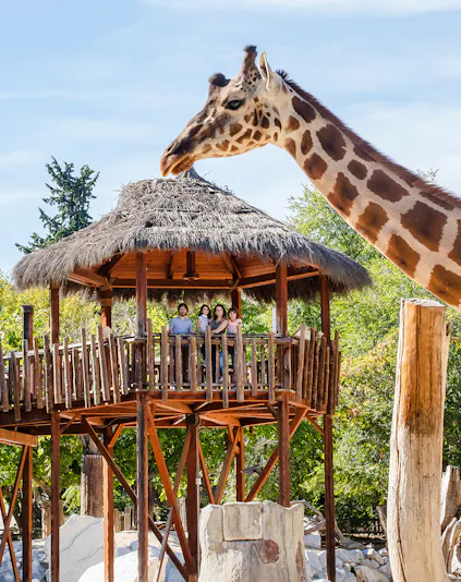 Giraffe interacting with visitors on a wooden platform at a zoo.