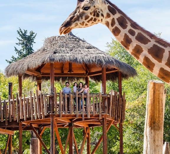 Giraffe interacting with visitors on a wooden platform at a zoo.