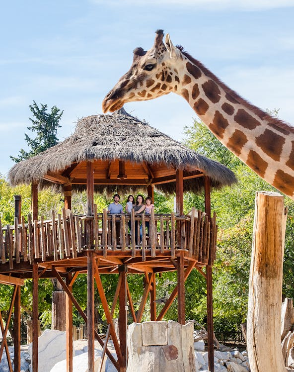 Giraffe interacting with visitors on a wooden platform at a zoo.