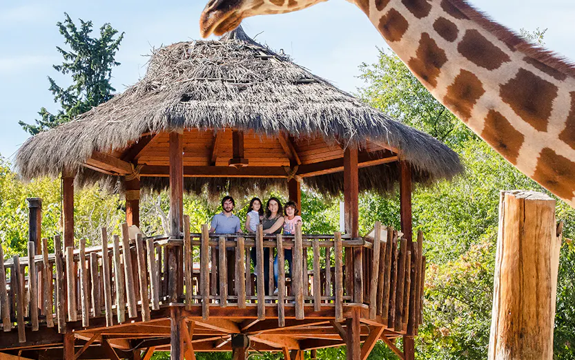 Giraffe interacting with visitors on a wooden platform at a zoo.