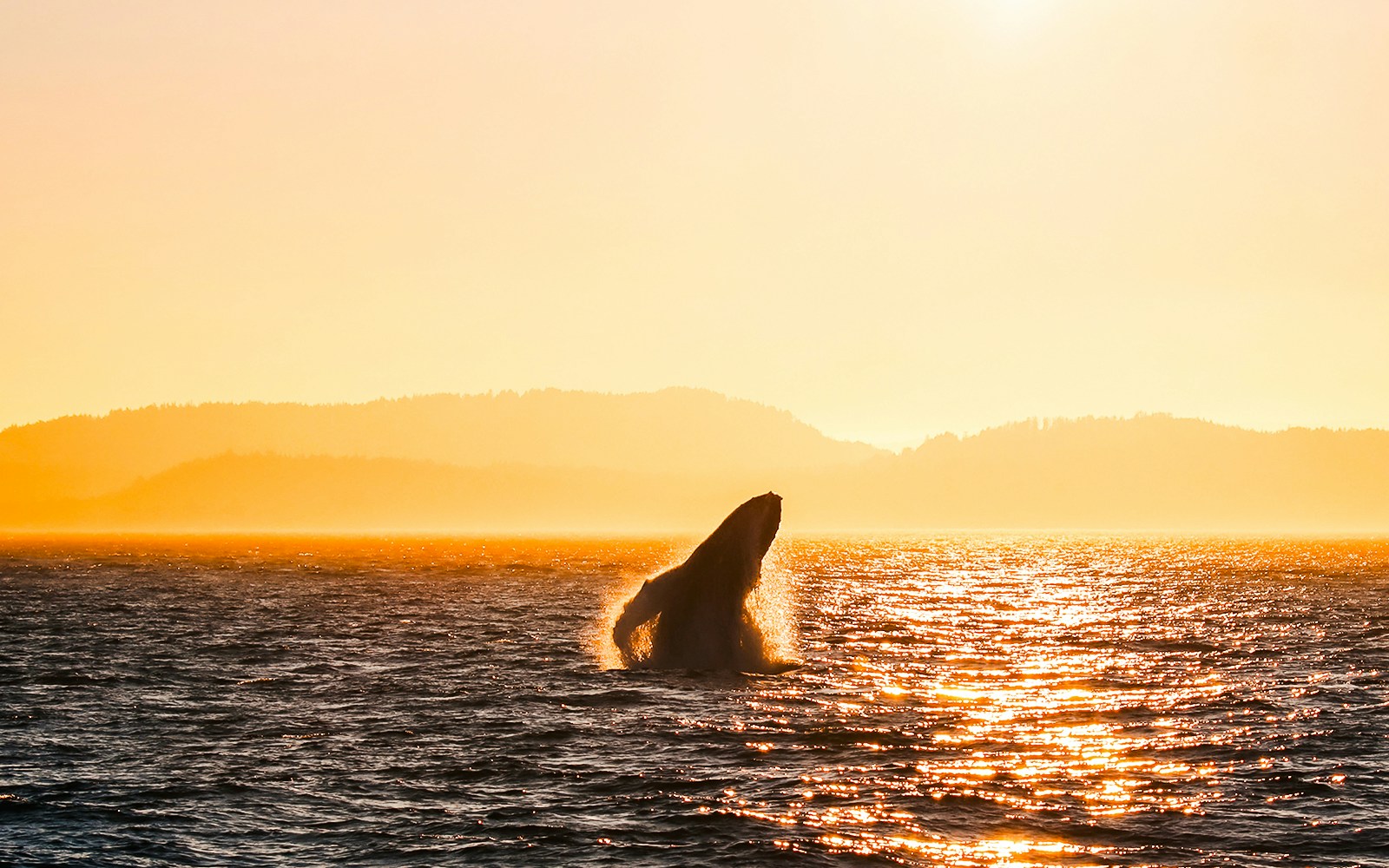 Whale breaching ocean surface at sunset with distant hills.