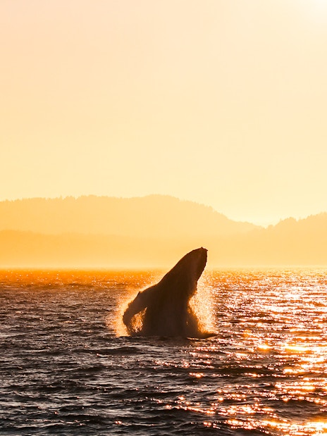 Whale breaching ocean surface at sunset with distant hills.