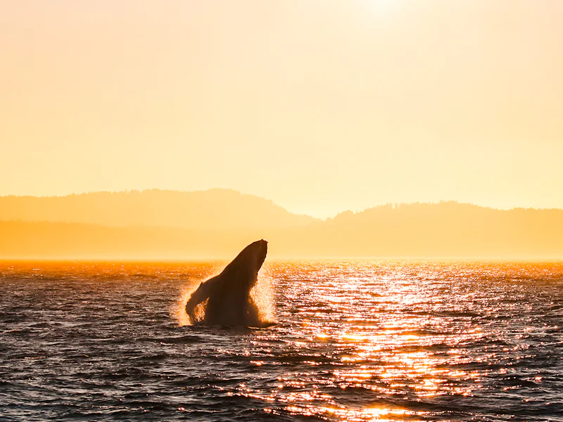 Sunset Whale Watching Tour - Vancouver