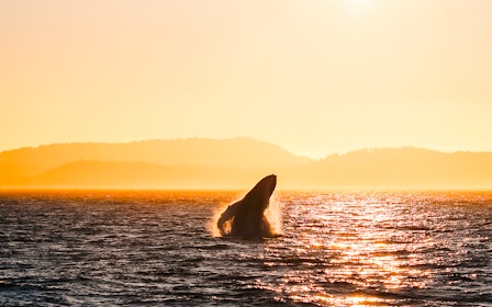 Vancouver Sunset Whale Watching Tour