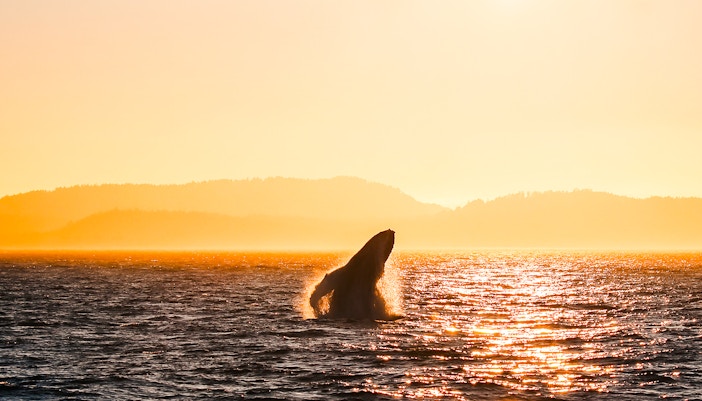 Whale breaching ocean surface at sunset with distant hills.