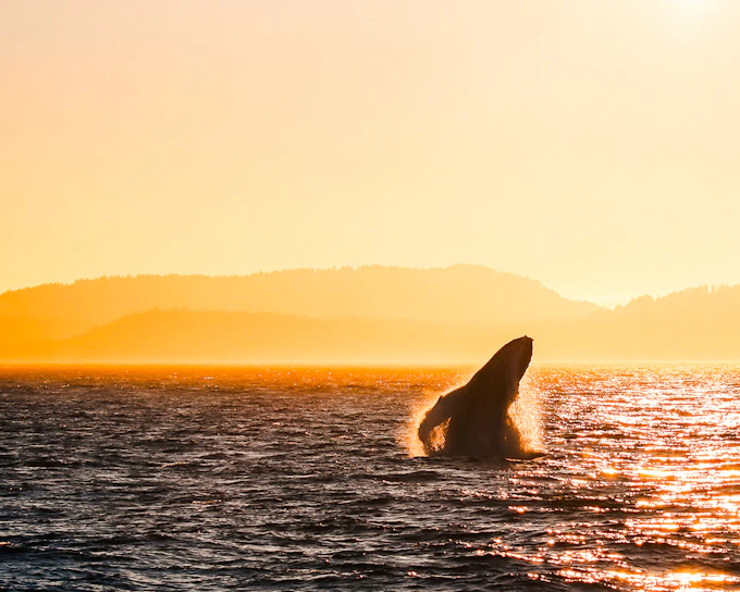 Vancouver Sunset Whale Watching Tour