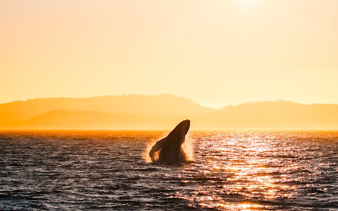 Whale breaching ocean surface at sunset with distant hills.