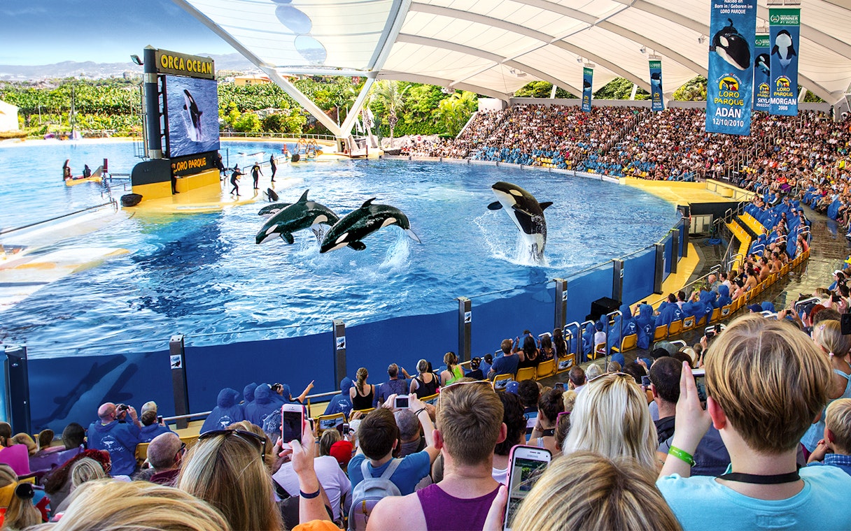 Orca show at Loro Park with audience watching in Tenerife.