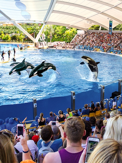 Orca show at Loro Park with audience watching in Tenerife.