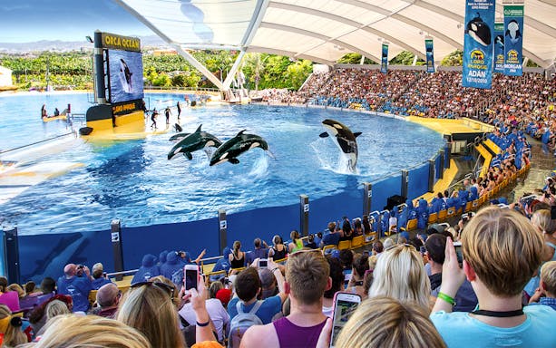 Orca show at Loro Park with audience watching in Tenerife.