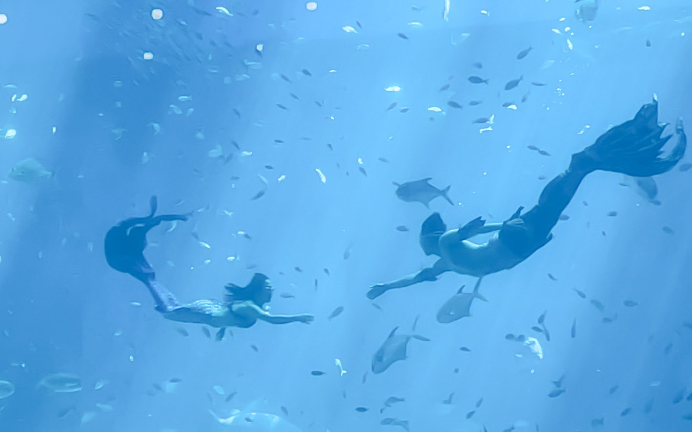 Mermaids swimming among fish at Vinwonders show.