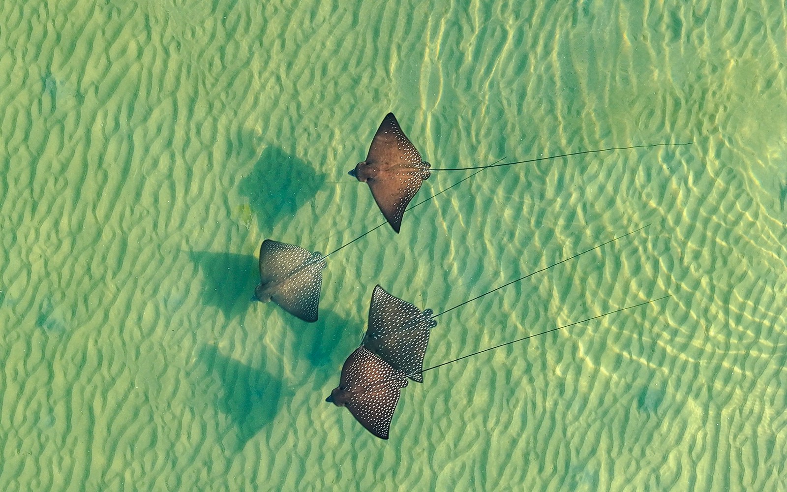 Eagle rays swimming in clear shallow water.