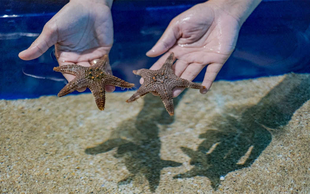 Hands holding starfish at Marine Safari Bali.